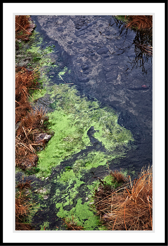 Algae growing in the water.